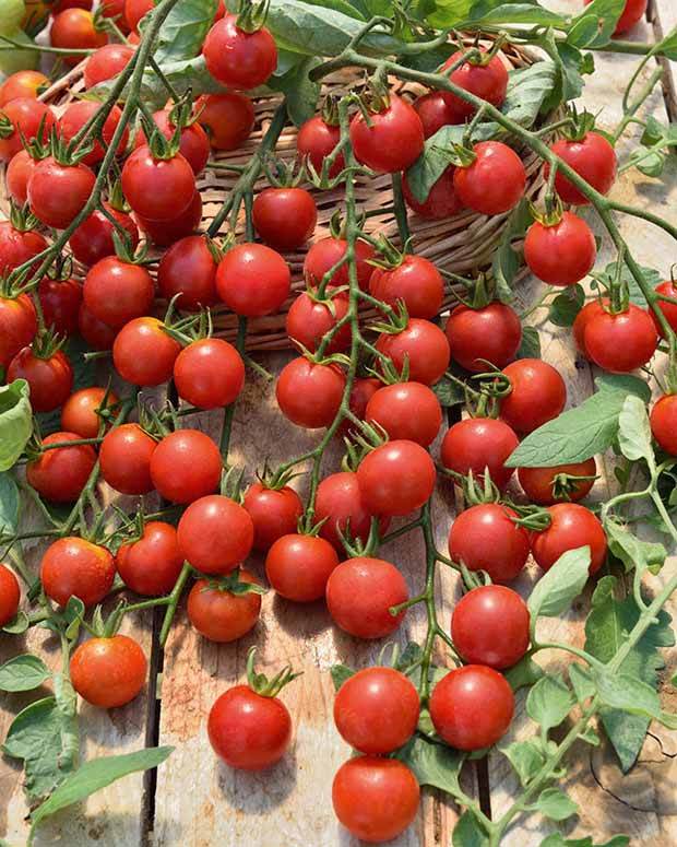 Collection 9 Plants tomates classiques - Plants potagers - Lycopersicum Saint Pierre, Super sweet, Coeur de Boeuf