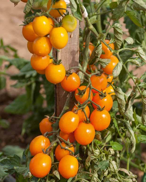 3 Plants Tomate Gold nugget - jardins - Solanum lycopercicum Gold nugget