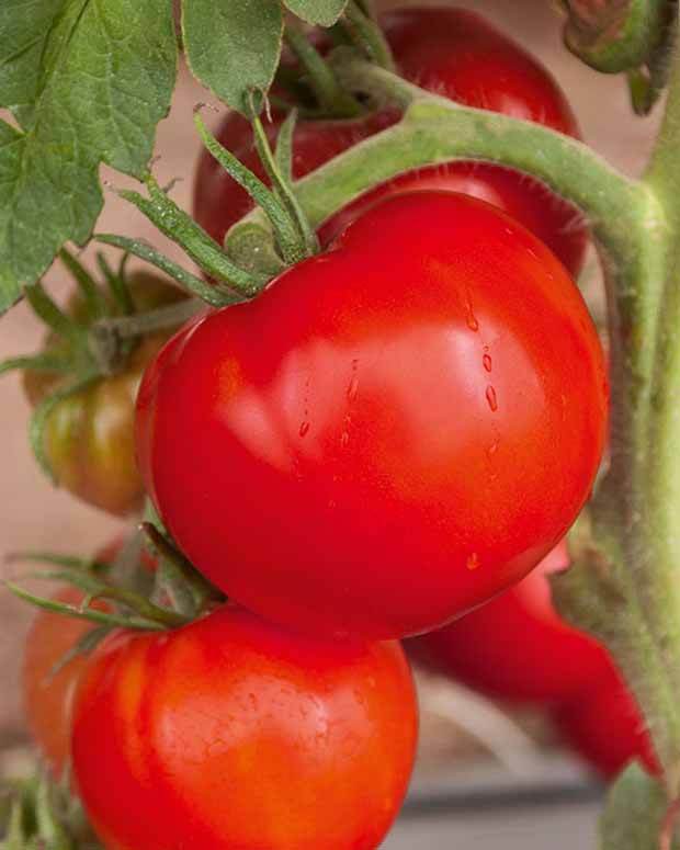 Collection 9 Plants tomates classiques - Potager - Lycopersicum Saint Pierre, Super sweet, Coeur de Boeuf