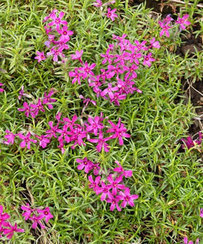 Phlox mousse Temiskaming - Fleurs vivaces - Phlox subulata Temiskaming