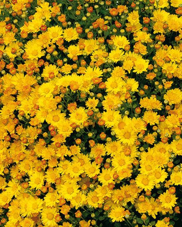 Chrysanthème du Pacifique Bengo Gold - Fleurs vivaces - Ajania bellania Bengo Gold