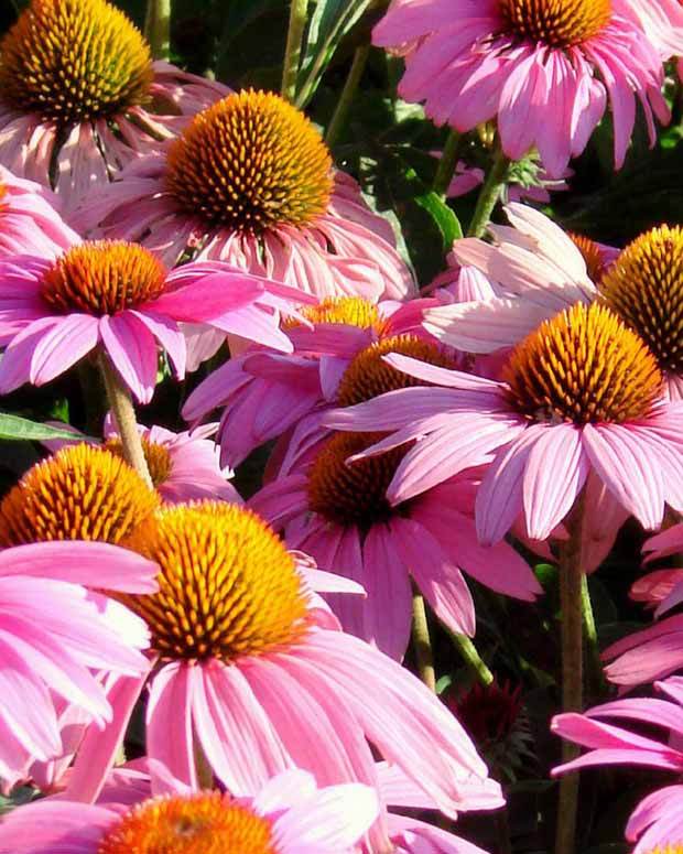 Echinacée pourpre Feeling Pink - Fleurs vivaces - Echinacea purpurea Feeling Pink