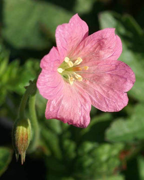 Géranium vivace d Endress Wargrave Pink - jardins - GERANIUM ENDRESSII WARGRAVE PINK