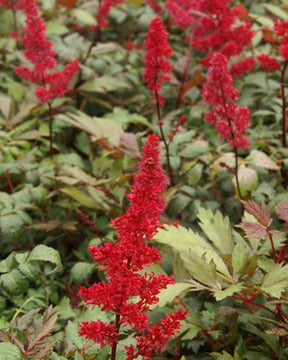 Astilbe d Arends Fanal - Plantes - Astilbe arendsii Fanal