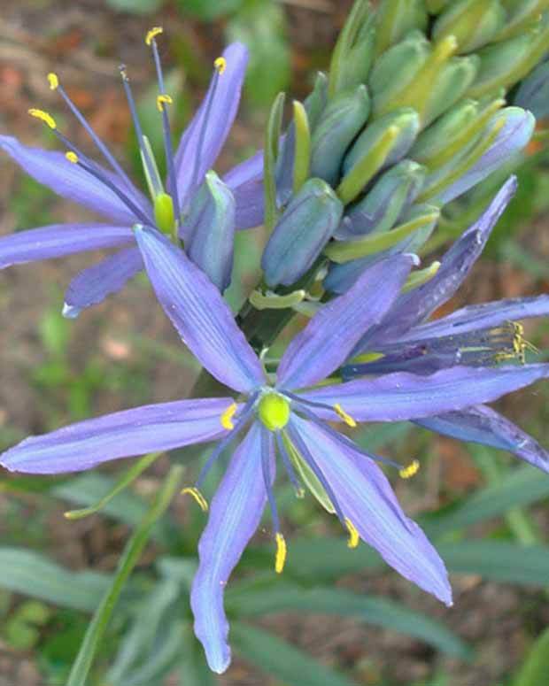 Camassia leichtlinii Caerulea - Fleurs vivaces - Camassia leichtlinii Caerulea