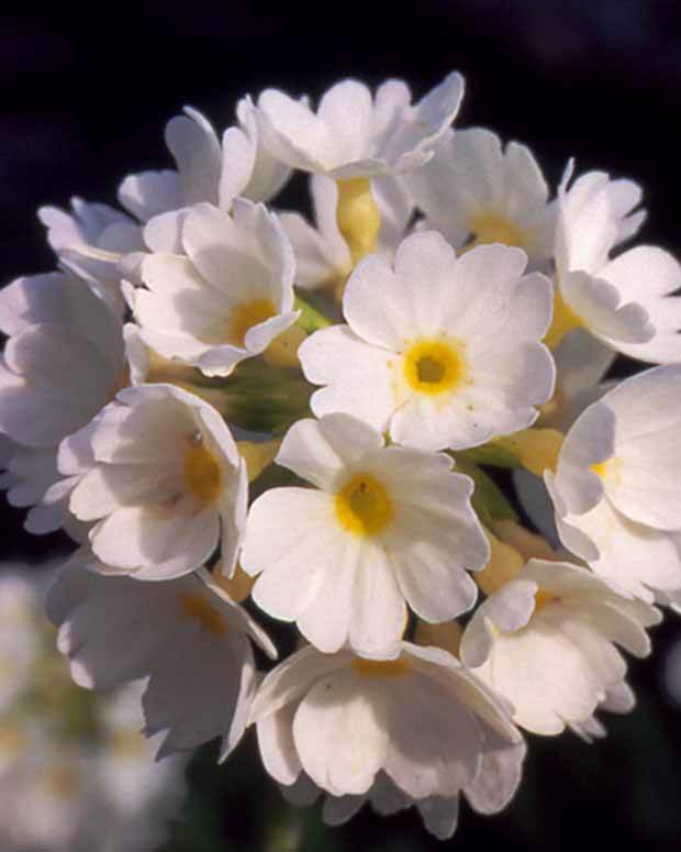 Primevère denticulée blanche - jardins - Primula denticulata Alba