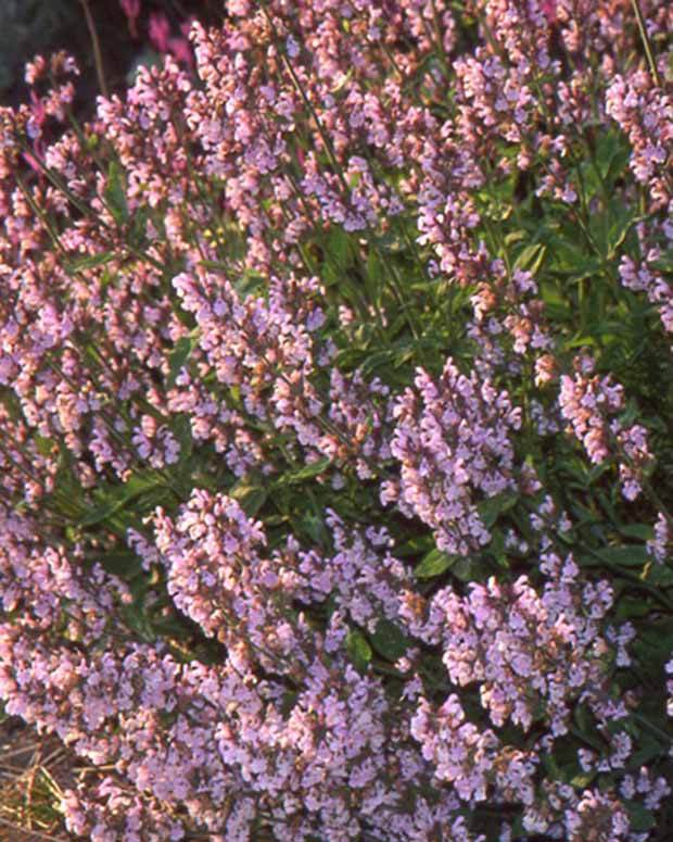 Sauge officinale Aubigné sur Layon - jardins - Salvia officinalis Aubigné sur Layon