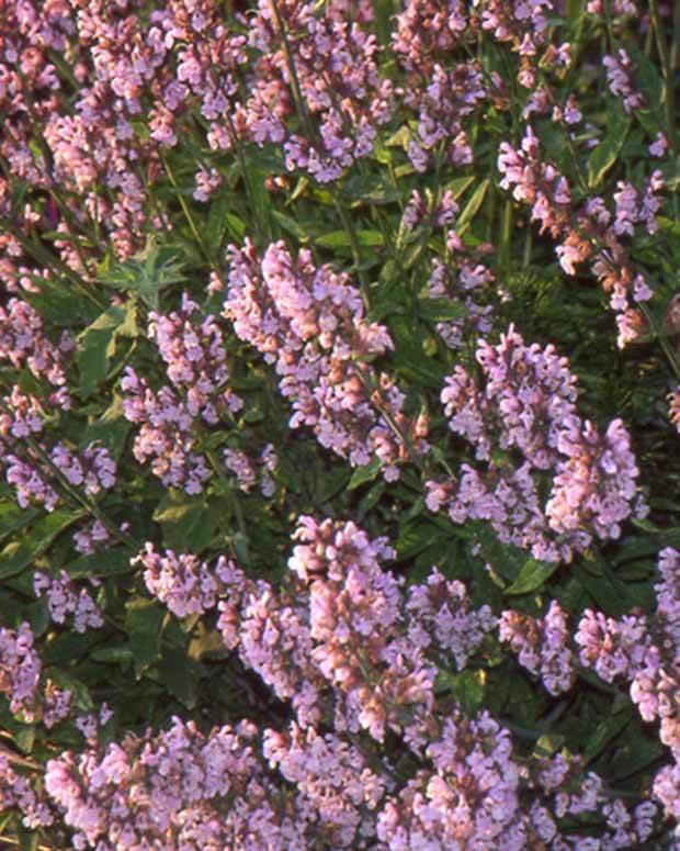 Sauge officinale Aubigné sur Layon - Plantes - Salvia officinalis Aubigné sur Layon