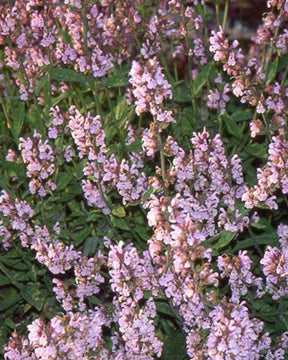 Sauge officinale Aubigné sur Layon - Plantes vivaces - Salvia officinalis Aubigné sur Layon