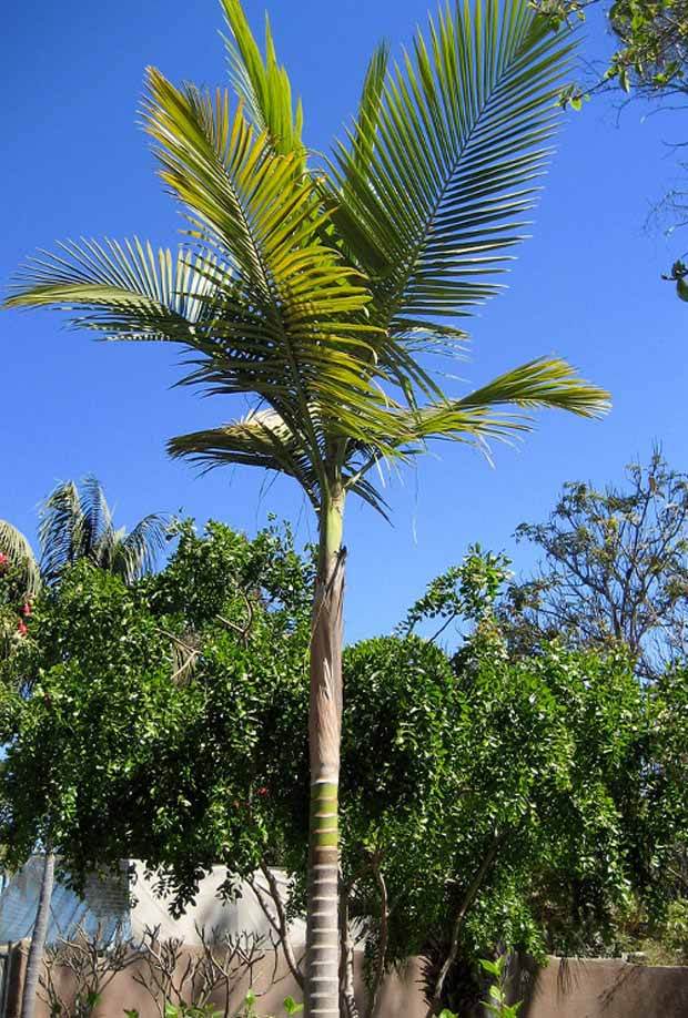Palmier royal australien de Cunningham - jardins - Archontophoenix cunninghamiana