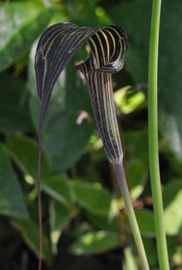 Plante cobra : Collection de 6 Arisaema - Plantes - Plante cobra : Collection de 6 Arisaema