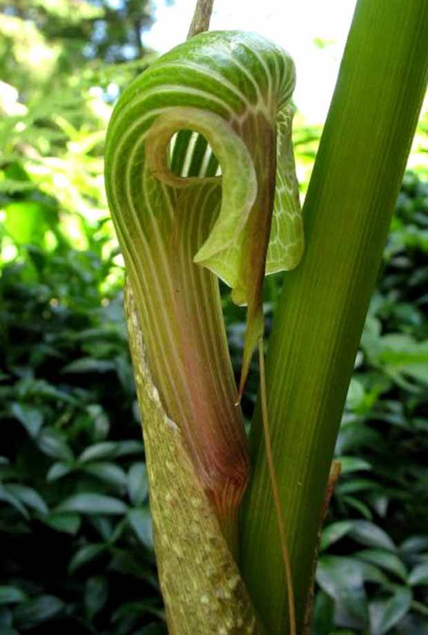 Plante cobra : Arisaema galeatum - jardins - Plante cobra : Arisaema galeatum