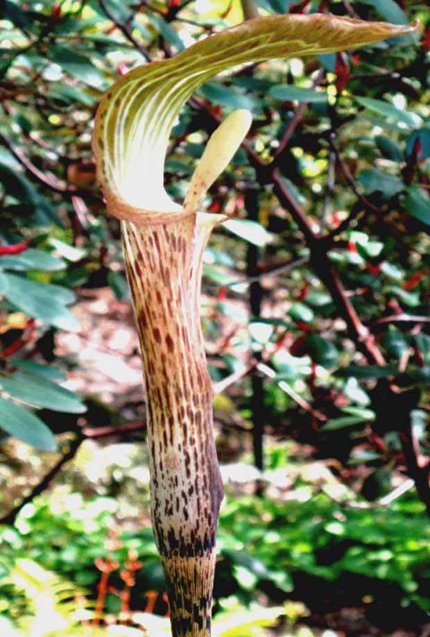 Plante cobra : Collection de 6 Arisaema - Plantes vivaces - Plante cobra : Collection de 6 Arisaema