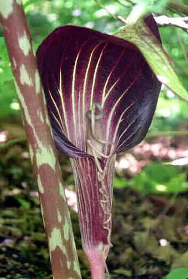 Plante cobra : Arisaema speciosum - jardins - Plante cobra : Arisaema speciosum