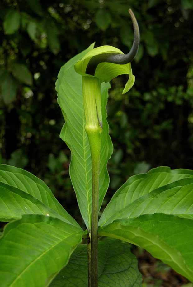 Plante cobra : Collection de 6 Arisaema - jardins - Plante cobra : Collection de 6 Arisaema
