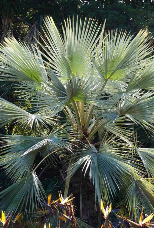 Palmier bleu du Mexique - Arbres - Erythea armata