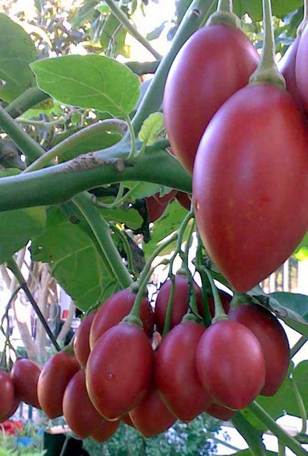 Tomate en arbre - Arbre à tomates - Fruitiers : Arbres et arbustes - Tomate en arbre - Arbre à tomates