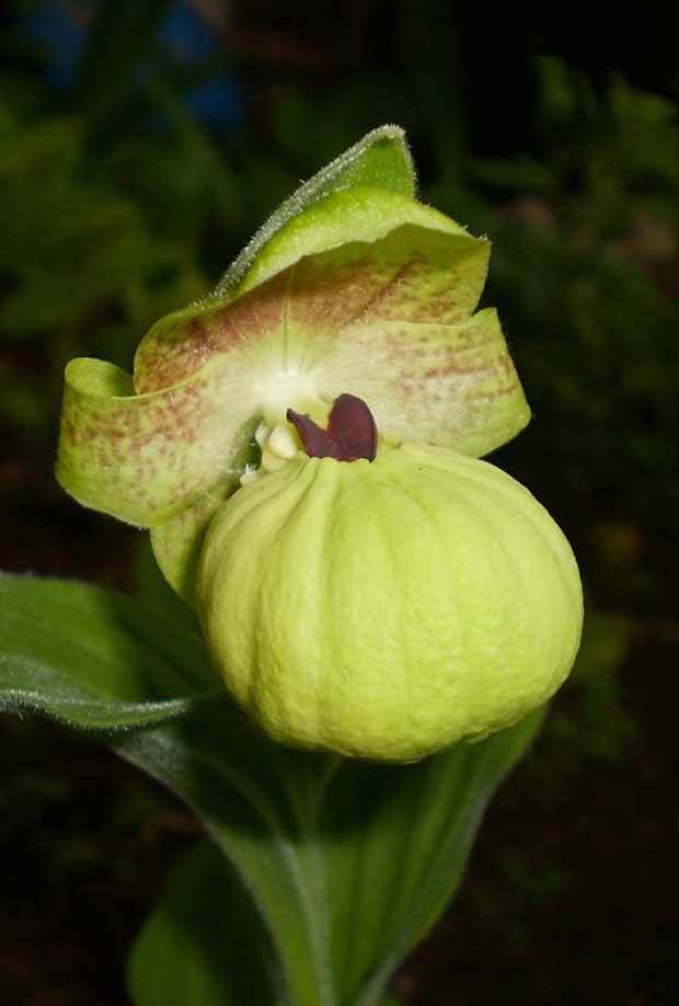 Orchidée : Cypripedium flavum - Fleurs vivaces - Orchidée : Cypripedium flavum