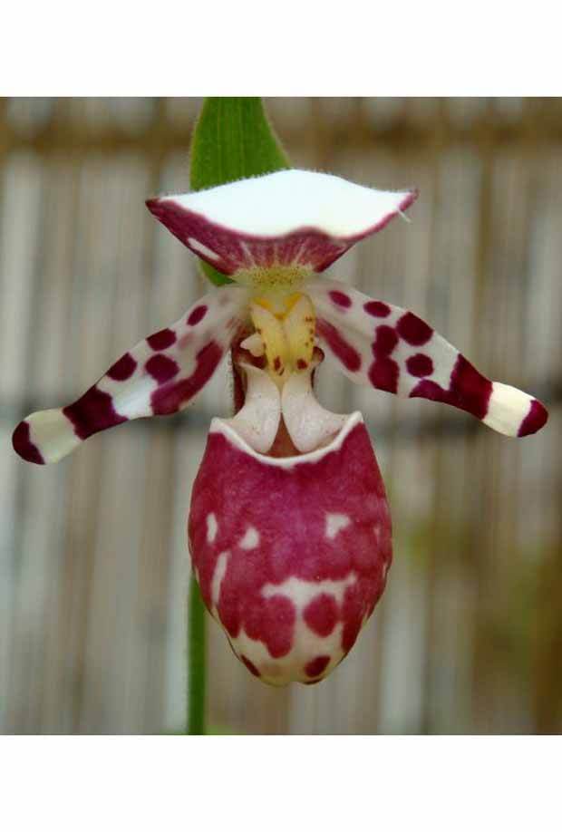 Orchidée : Cypripedium guttatum - jardins - Cypripedium guttatum
