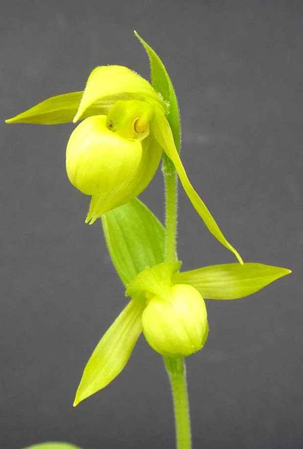 Orchidée : Cypripedium henry - jardins - Orchidée : Cypripedium henry