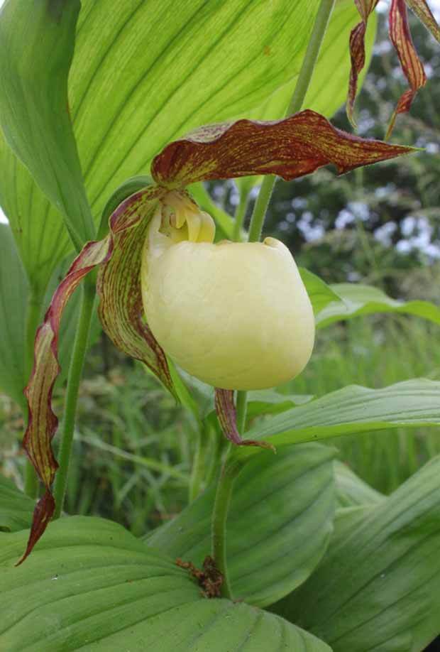 Orchidée : Cypripedium kentuckiense - Fleurs vivaces - Orchidée : Cypripedium kentuckiense