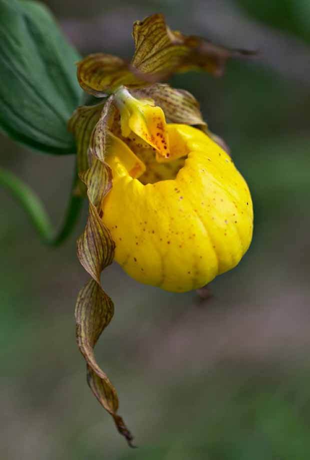 Orchidée : Cypripedium pubescens - jardins - Orchidée : Cypripedium pubescens