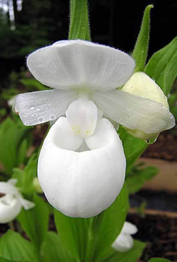 Orchidée : Cypripedium reginae alba - Fleurs vivaces - Orchidée : Cypripedium reginae alba