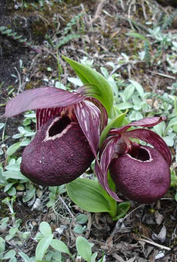 Orchidée : Cypripedium tibeticum - jardins - Orchidée : Cypripedium tibeticum
