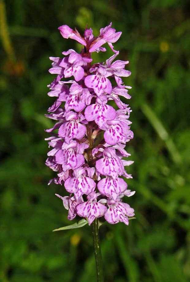 Orchidée : Dactylorhiza maculata - jardins - Dactylorhiza maculata