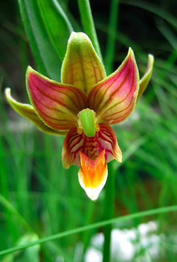 Orchidée : Epipactis gigantea - Fleurs vivaces - Epipactis gigantea