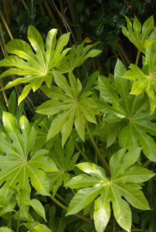 Fatsia japonica - Arbustes - Fatsia japonica
