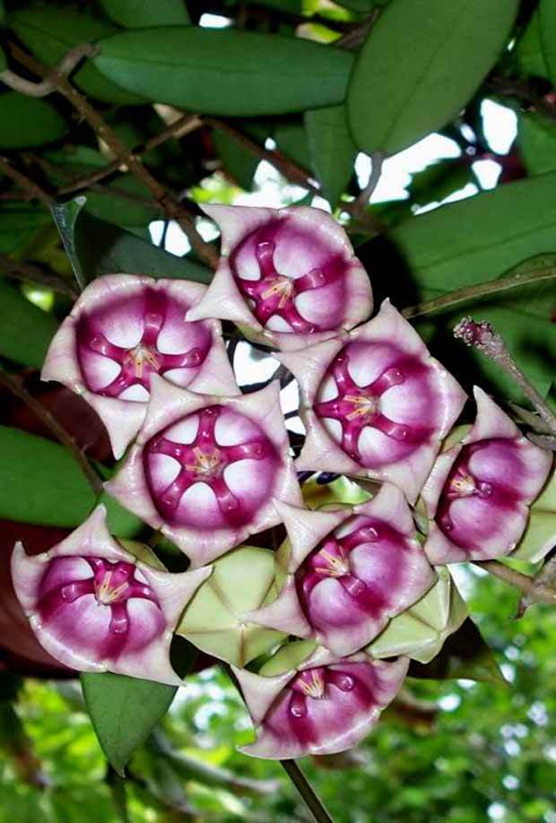Hoya archboldiana cv. Pink - jardins - Hoya archboldiana cv. Pink