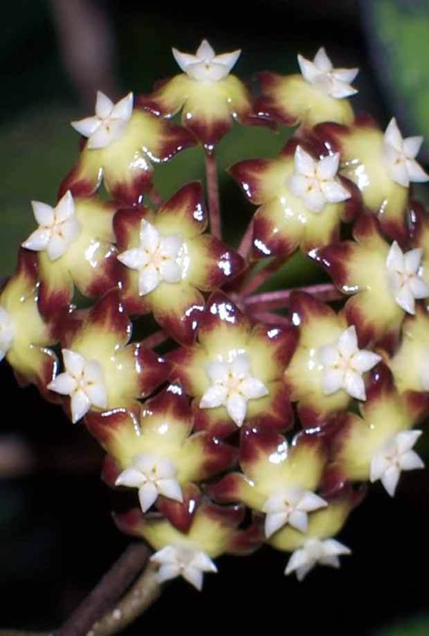 Fleur de porcelaine :Hoya callistophylla - jardins - Hoya callistophylla