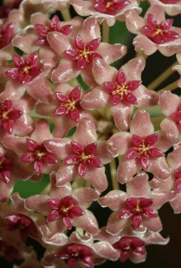 Fleur de porcelaine: Hoya camphorifolia - jardins - Hoya camphorifolia