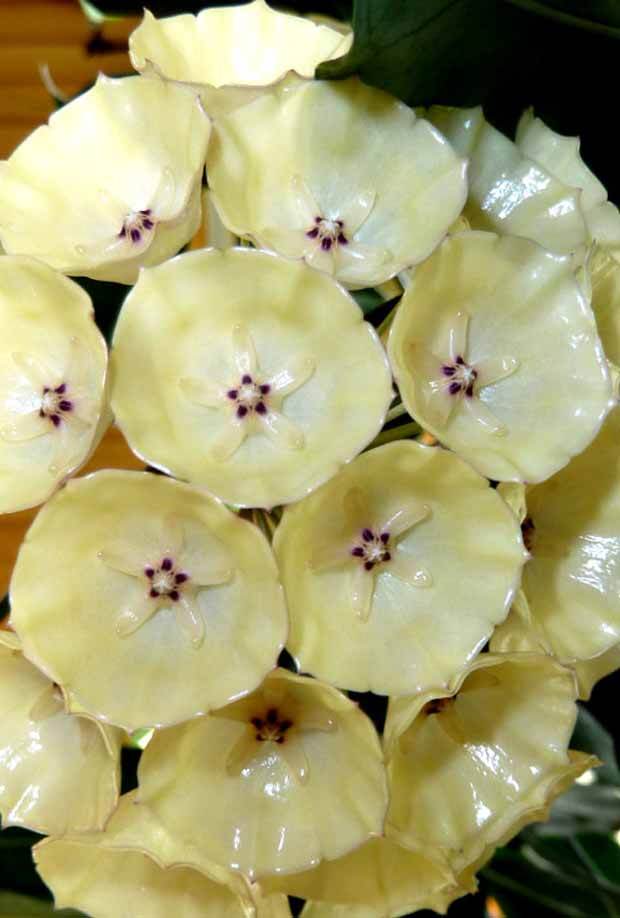 Fleur de porcelaine: Hoya campanulata - jardins - Fleur de porcelaine: Hoya campanulata