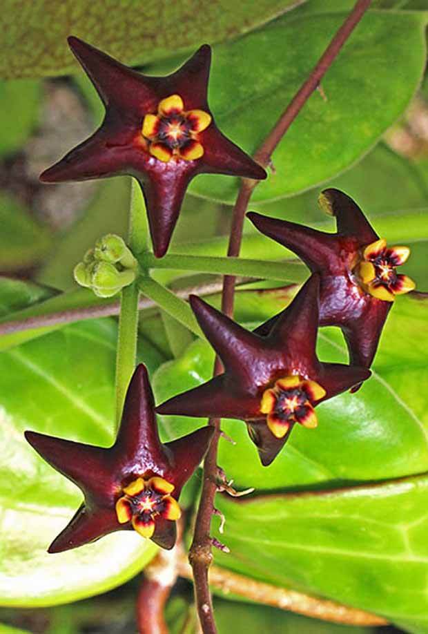 Fleur de porcelaine: Hoya ciliata - jardins - Fleur de porcelaine: Hoya ciliata