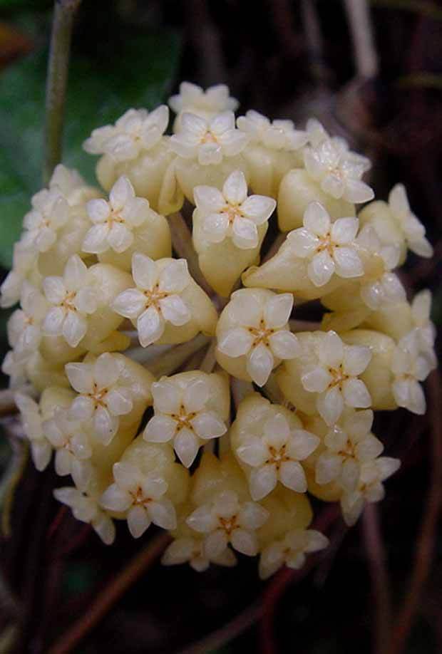 Fleur de porcelaine: Hoya deykei - jardins - Fleur de porcelaine: Hoya deykei