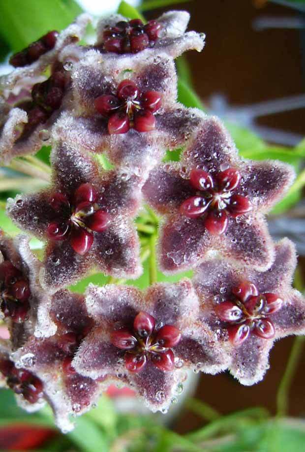 Hoya globulifera - jardins - Hoya globulifera