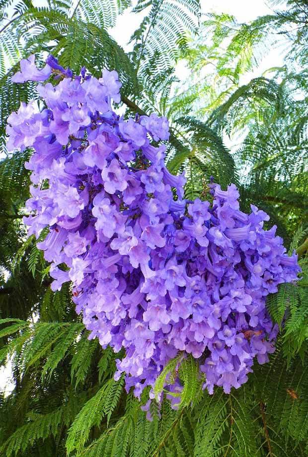 Flamboyant bleu - jardins - Jacaranda mimosifolia