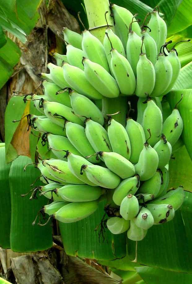 Bananier rustique vivrier dhusray - Fruitiers : Arbres et arbustes - Musa Dhusray