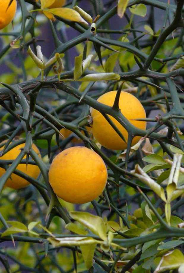 Poncirus trifoliata (citron du nord) pour votre jardin réf 015101 - Fruitiers : Arbres et arbustes - Poncirus trifoliata (citron du nord)