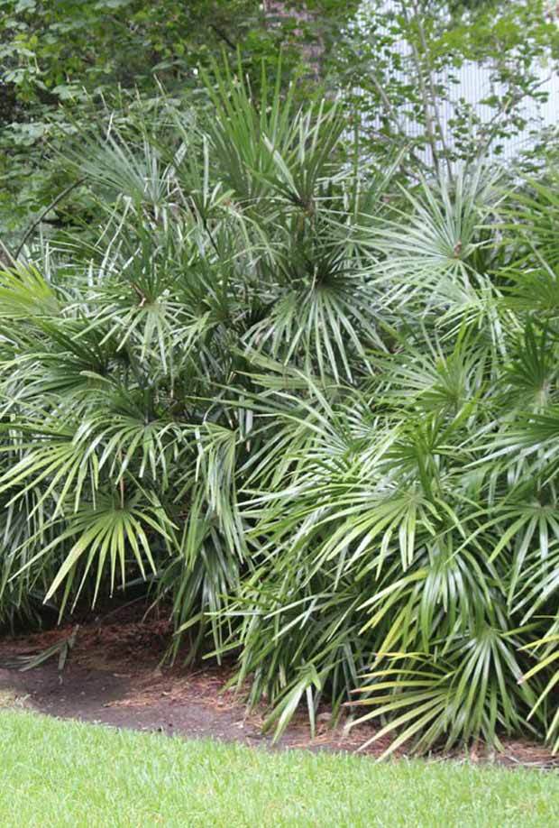 Palmier aiguille porc-épic - Arbustes - Rhapidophyllum hystrix