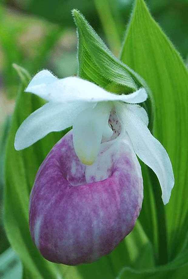 Orchidée : Cypripedium Ulla silkens - jardins - Cypripedium Ulla silkens