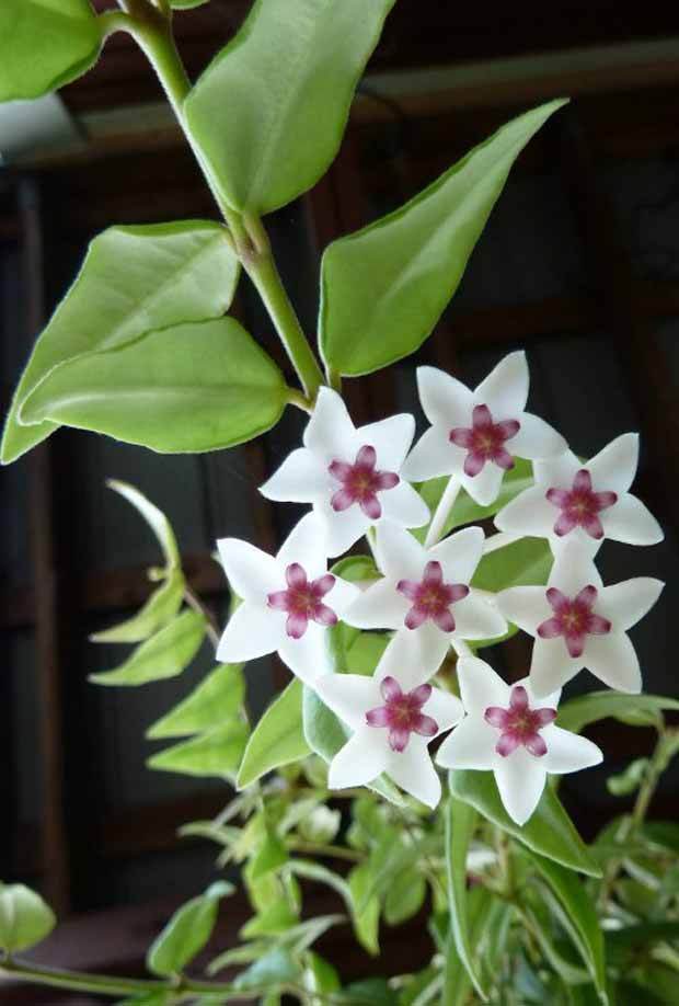 Fleur de porcelaine : Hoya bella - jardins - Hoya bella