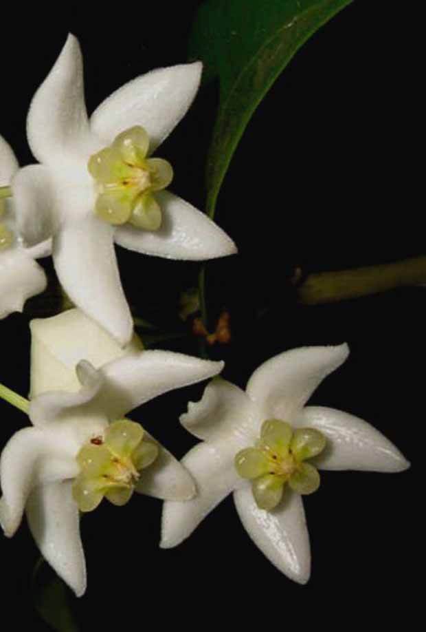 Fleur de porcelaine : Hoya odorata - jardins - Hoya odorata