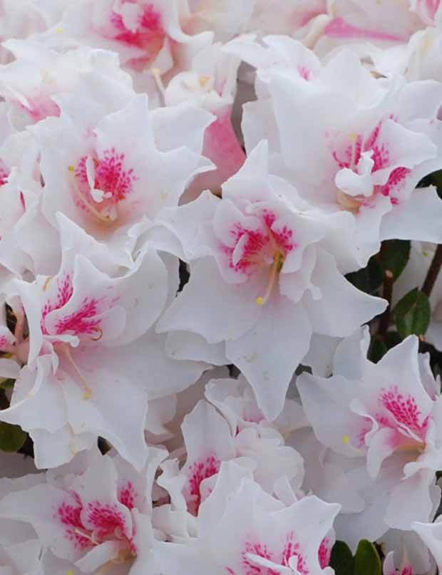 Azalée du Japon White Prince - Arbustes - Azalea japonica White Prince