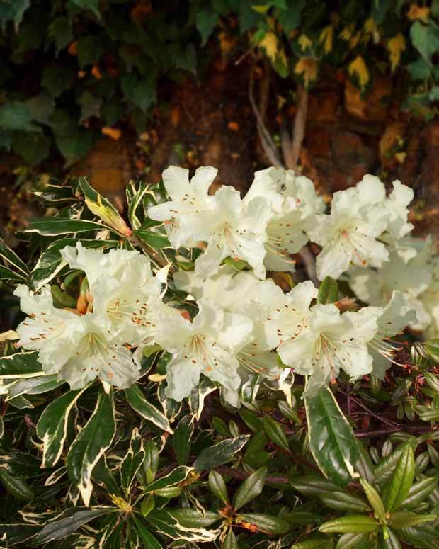 Rhododendron nain Cream Crest - Arbustes - Rhododendron nain Cream Crest