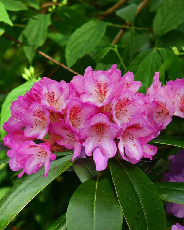 Rhododendron hybride Eucharitis - Arbustes - Rhododendron hybride Eucharitis