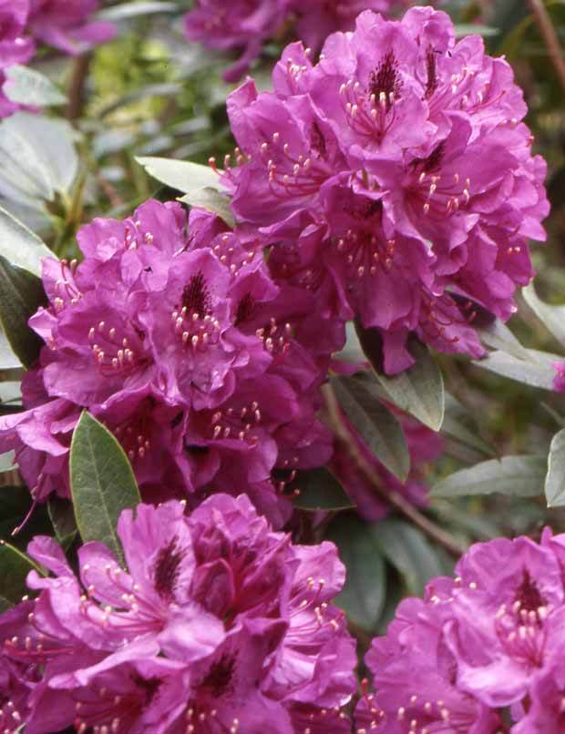 Rhododendron ponticum - Arbustes - Rhododendron ponticum