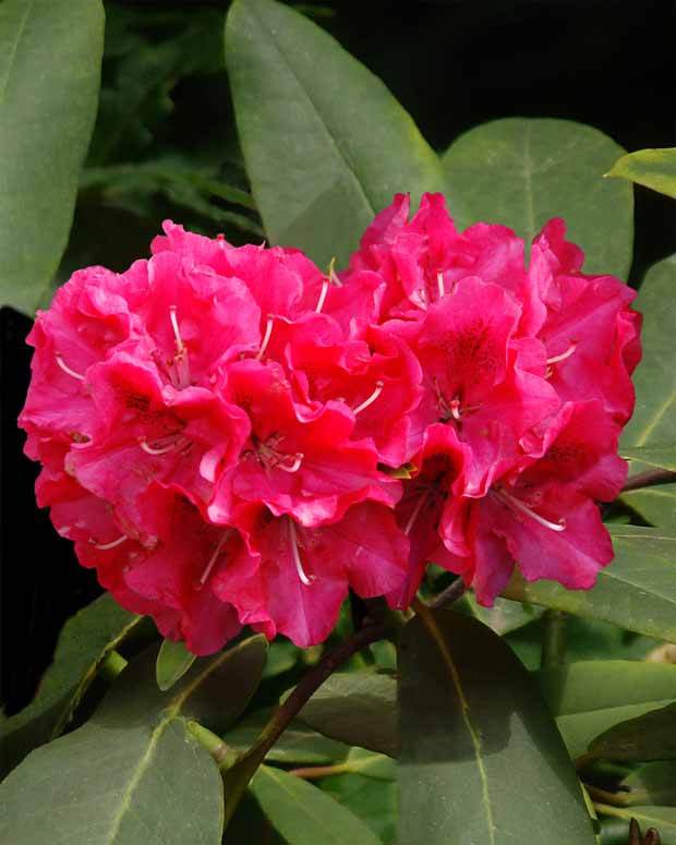 Rhododendron hybride Wilgens Ruby - Arbustes - Rhododendron hybride Wilgens Ruby